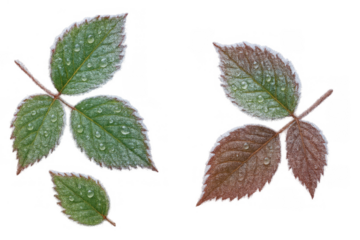 Green and brown leaves with frost and water drops, showing changing seasons and natural beauty, transparent background