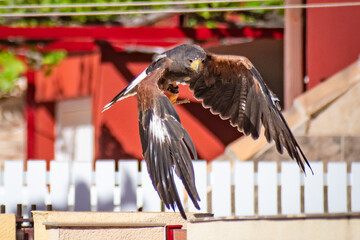 Harris's hawk (Harris Eagle) exhibition