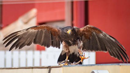 Harris's hawk (Harris Eagle) exhibition