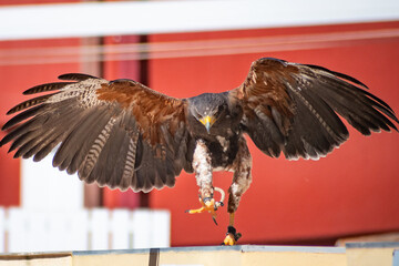 Harris's hawk (Harris Eagle) exhibition
