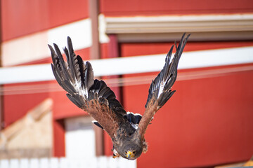 Harris's hawk (Harris Eagle) exhibition