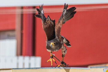 Harris's hawk (Harris Eagle) exhibition