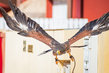 Harris's hawk (Harris Eagle) exhibition
