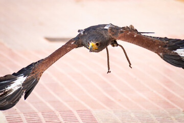 Harris's hawk (Harris Eagle) exhibition