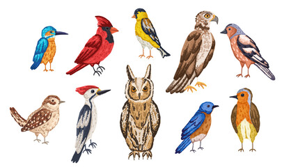 Species of north american bird with owl, hawk and wren