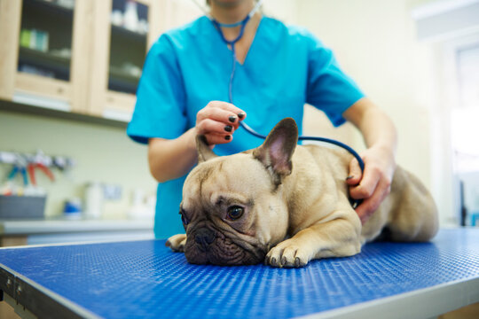 Female veterinarian examining dog with stethoscope in veterinary surgery
