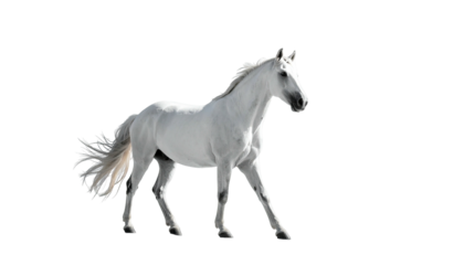 Graceful white horse isolated against a stark black backdrop