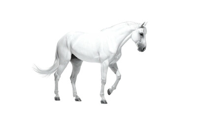 Walking monochrome horse portrait against black background