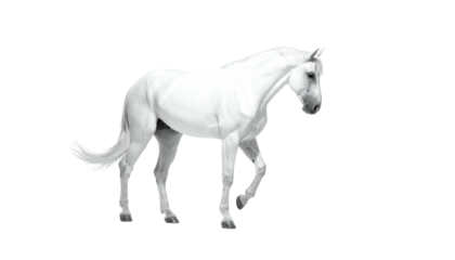 Walking monochrome horse portrait against black background