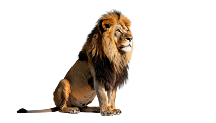 Majestic male lion sits, looking off into the distance