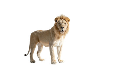 Majestic pale lion standing against a stark dark background