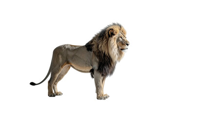 Lion stands alertly; dark mane against isolated black background
