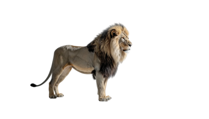 Lion stands alertly; dark mane against isolated black background