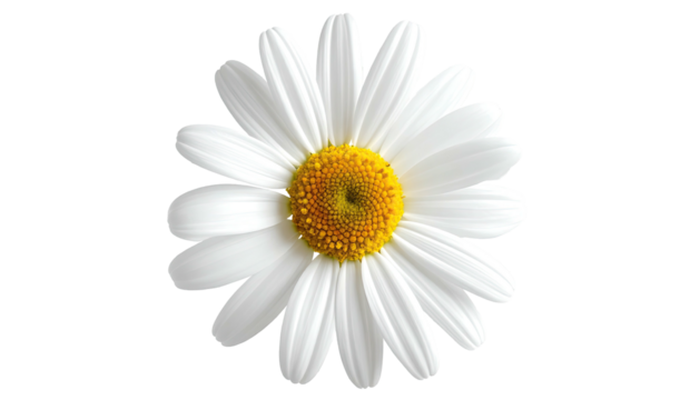 Daisy bloom with white petals and yellow center, on black