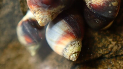 Small periwinkle (Melarhaphe neritoides) during low tide in the littoral zone, Ligurian Sea, Italy, Imperia