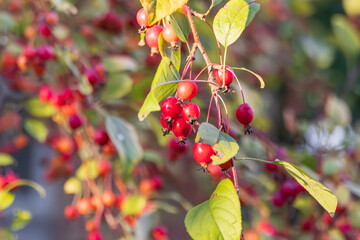 Red Crabapple Fruits Hanging on Branch in Autumn