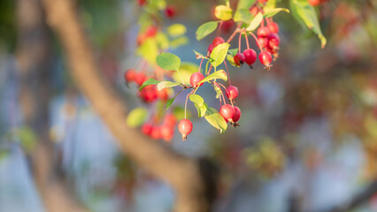Red Crabapple Fruits Hanging on Branch in Autumn