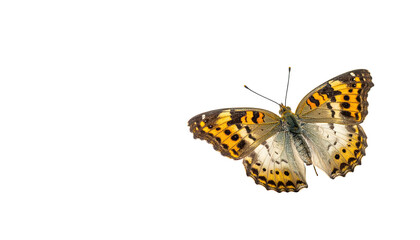 Obraz premium Butterfly with orange-yellow patterned wings on dark background