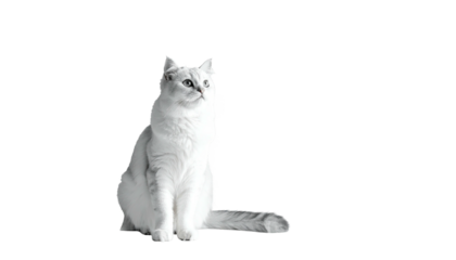 Elegant white cat sitting, looking slightly upwards
