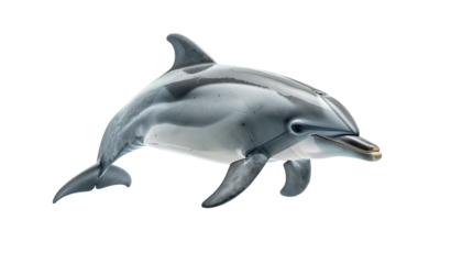 Sleek dolphin swimming, isolated on black