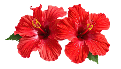 Two bright red hibiscus blossoms with green leaves isolated