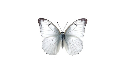Graceful white butterfly with dark wingtips on stark black