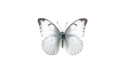 Graceful white butterfly with dark wingtips on stark black