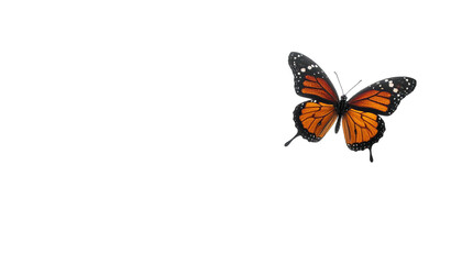 Orange & black butterfly with speckled edges, against black bg