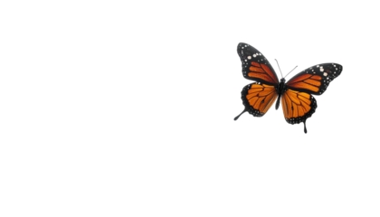 Orange & black butterfly with speckled edges, against black bg