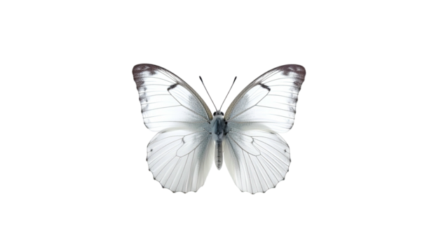 Graceful white butterfly with dark wingtips on stark black