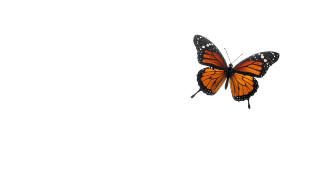 Orange & black butterfly with speckled edges, against black bg