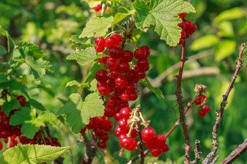 Ripe Red Currants Hanging on Bush