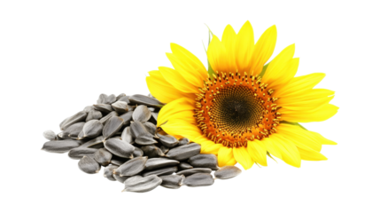 Sunflower and seeds pile isolated on a transparent background