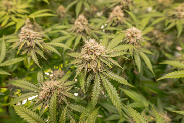 female blossom marijuana SoG Sea of Green net hemp cultivation technique Growing pot indoor bloom stage growth Medical