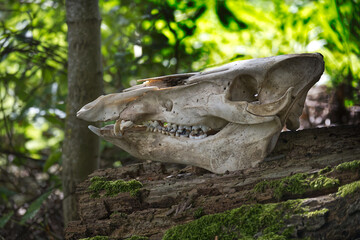 The skull of a wild boar, resting on a moss-covered log in a forest.