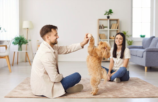 Happy young married couple spending time at home, playing with beautiful funny Cavapoo pet dog in living room, teaching him to do tricks with toys, having fun together. People, animals, family concept