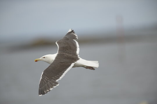 Go&eacute;land marin