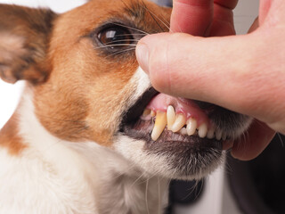 Dental examination of a Jack Russell Terrier by a veterinarian, animal health and prevention concept