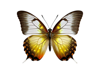 White butterfly isolated on transparent or white background