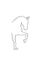 Horse Sketch