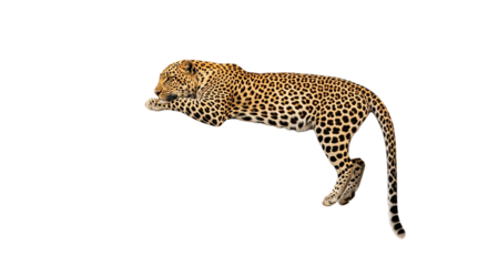 Leaping Leopard Isolated on White Background