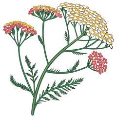 yarrow achillea on white background  © MOHAMMADRIPON