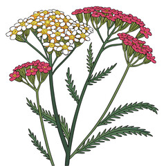 yarrow achillea on white background  © MOHAMMADRIPON