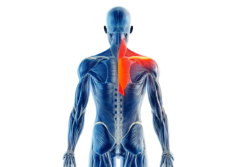 3D rendered Medical Illustration Anatomy - Inflamed. isolated on transparent or white background