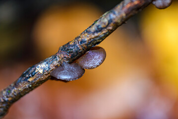 mushroom in the forest