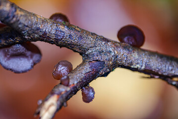 mushroom in the forest