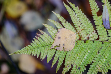 yellow autumn leaves
