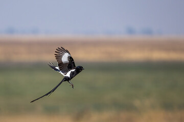 magpie shrike flying in chobe region