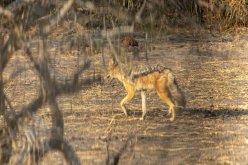 black-backed jackal in the wild of chobe national park