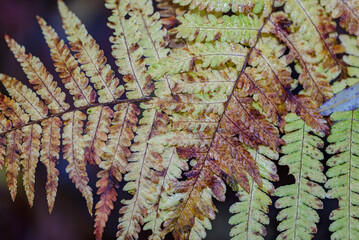 autumn leaves on the ground